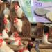 بعد أمطار الخير.. أسعار الدجاج تسجل انخفاضا ملحوظا