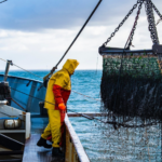 الأسماك المفرغة بميناء الجبهة تسجل ارتفاعا قياسيا