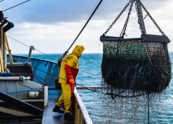 الأسماك المفرغة بميناء الجبهة تسجل ارتفاعا قياسيا