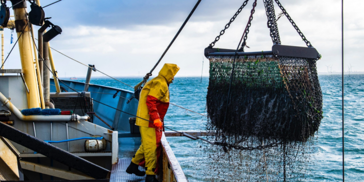 الأسماك المفرغة بميناء الجبهة تسجل ارتفاعا قياسيا