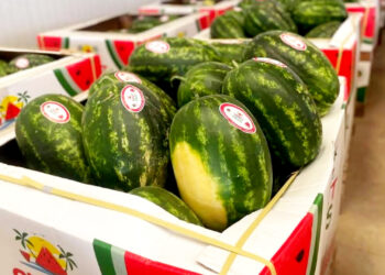 مائة شاحنة محملة بالدلاح تتجه للتصدير كل أسبوع من الميناء المتوسطي إلى أوروبا