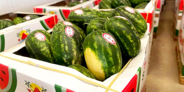 مائة شاحنة محملة بالدلاح تتجه للتصدير كل أسبوع من الميناء المتوسطي إلى أوروبا