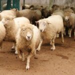 وزارتا الداخلية والفلاحة تقرران منع ذبح إناث الأغنام والماعز بالمغرب