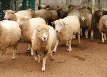 وزارتا الداخلية والفلاحة تقرران منع ذبح إناث الأغنام والماعز بالمغرب