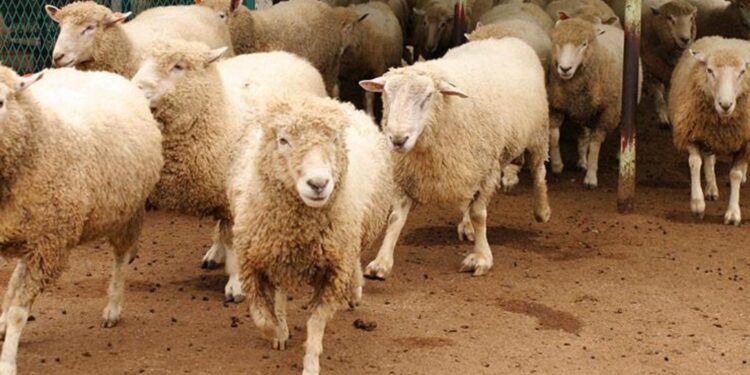 وزارتا الداخلية والفلاحة تقرران منع ذبح إناث الأغنام والماعز بالمغرب