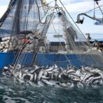 روسيا تستحوذ على السردين المغربي بموجب اتفاقية ممتدة لأربع سنوات 