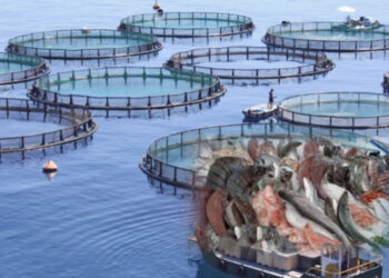 2 مليار سنتيم "تتبخر" في مشاريع صيد وهمية؟!.. فضيحة دعم عمومي تهز قطاع البحري بالمغرب