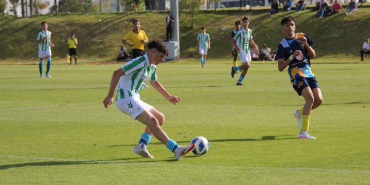 كأس ابن بطوطة