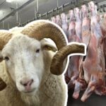 حقيقة إغلاق المجازر قبل عيد الأضحى بأسبوعين
