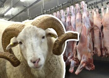 حقيقة إغلاق المجازر قبل عيد الأضحى بأسبوعين