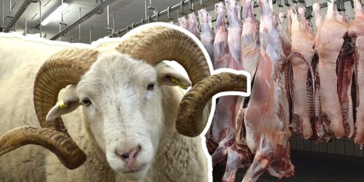 حقيقة إغلاق المجازر قبل عيد الأضحى بأسبوعين