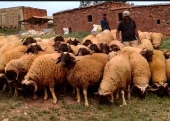أوامر والي طنجة تلزم رجال السلطة بمنع بيع الأضاحي وشراءها ونحرها