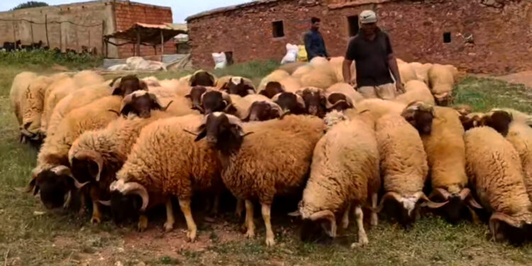 أوامر والي طنجة تلزم رجال السلطة بمنع بيع الأضاحي وشراءها ونحرها