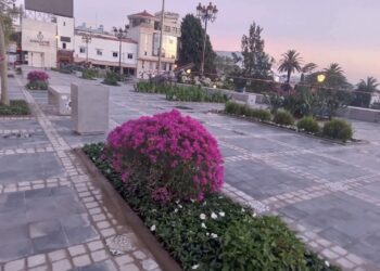 مصدر يكشف لإيكوبريس تفاصيل مثيرة عن تزيين ساحة سور المعكازين بالنباتات