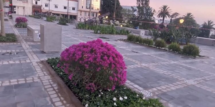 مصدر يكشف لإيكوبريس تفاصيل مثيرة عن تزيين ساحة سور المعكازين بالنباتات