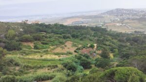 من يحكم طنجة؟ .. لوبي العقار يزحف على المجال الغابوي