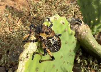 حشرة “بوبزيز” تهدد حقول التين الشوكي في المغرب والفلاحون يناشدون بالتدخل