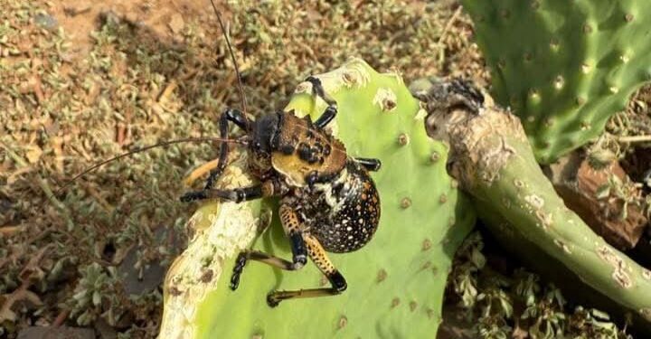 حشرة “بوبزيز” تهدد حقول التين الشوكي في المغرب والفلاحون يناشدون بالتدخل