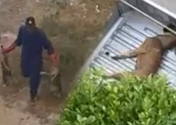 تحركات لقتل الكلاب والقطط الضالة تثير جدلا في طنجة وسكان يفكرون في مراسلة والي الجهة