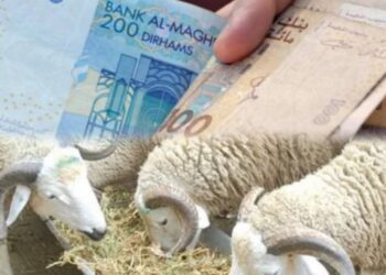 هذه قيمة الدعم الجديد لتربية المواشي