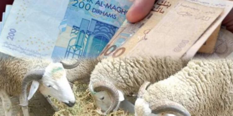 هذه قيمة الدعم الجديد لتربية المواشي