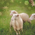 مرض مجهول يصيب الأغنام ضواحي طنجة