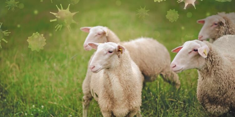 مرض مجهول يصيب الأغنام ضواحي طنجة