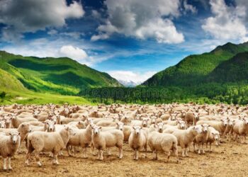 جهة الشمال تطلق برنامجا لإعادة تكوين قطيع الماشية تنزيلا للتعليمات الملكية