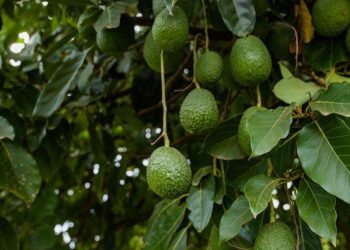 الفلاحة في المغرب في خطر.. منظمة دولية تدعو إلى تغيير أنواع الزراعات