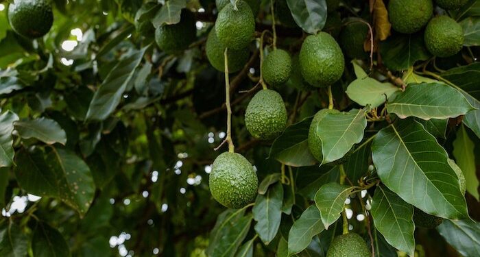 الفلاحة في المغرب في خطر.. منظمة دولية تدعو إلى تغيير أنواع الزراعات