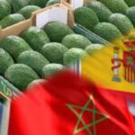 رغم تبعات الجفاف.. المغرب يتصدر مورّدي الأفوكادو إلى إسبانيا في 2025 بصادرات قياسية