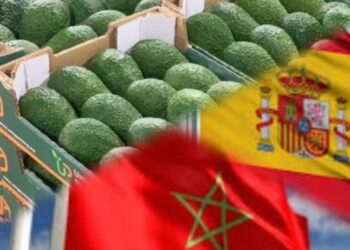 رغم تبعات الجفاف.. المغرب يتصدر مورّدي الأفوكادو إلى إسبانيا في 2025 بصادرات قياسية