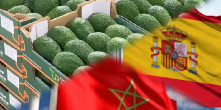 رغم تبعات الجفاف.. المغرب يتصدر مورّدي الأفوكادو إلى إسبانيا في 2025 بصادرات قياسية