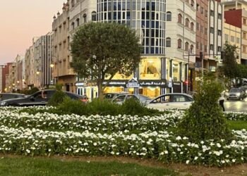 شجرة الزيتون تؤثث الفضاءات الخضراء بطنجة