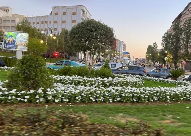 شجرة الزيتون بشارع مولاي رشيد 