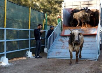 المغرب ثاني أكبر مستورد للأبقار الحية من البرازيل والأسواق الإفريقية تتصدر الطلب العالمي