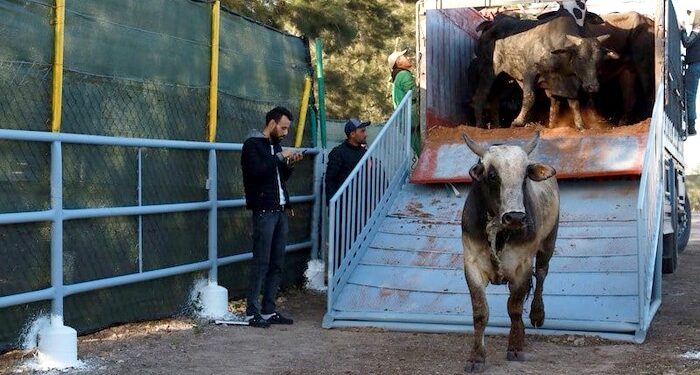 المغرب ثاني أكبر مستورد للأبقار الحية من البرازيل والأسواق الإفريقية تتصدر الطلب العالمي