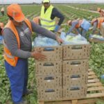 العمال الأجانب يعززون الاقتصاد الإسباني.. والمغاربة في صدارة التعداد