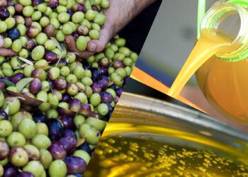 أسعار زيت الزيتون بالمغرب تنخفض إلى مستوى يرضي المغاربة