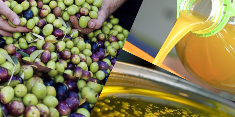 أسعار زيت الزيتون بالمغرب تنخفض إلى مستوى يرضي المغاربة