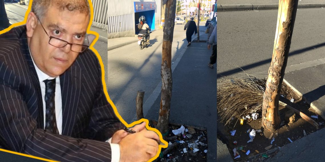 ذبول أشجار في أرصفة ومناطق خضراء بطنجة.. يسائل ميزانية 7000 مليون سنتيم لمقاولة محظوظة