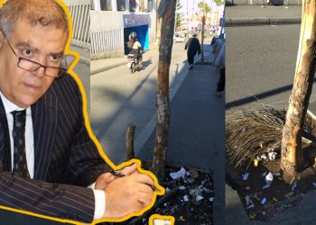 ذبول أشجار في أرصفة ومناطق خضراء بطنجة.. يسائل ميزانية 7000 مليون سنتيم لمقاولة محظوظة