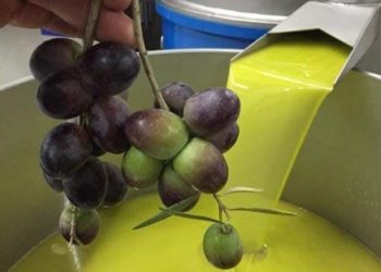 طنجة.. انطلاق المسابقة الجهوية لانتقاء أفضل جودة في زيت الزيتون دورة 2025