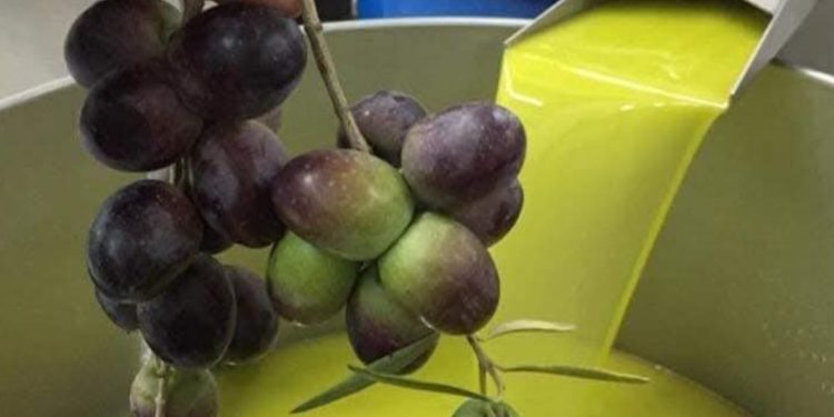 طنجة.. انطلاق المسابقة الجهوية لانتقاء أفضل جودة في زيت الزيتون دورة 2025