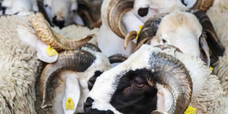 أرقام وزارة الفلاحة تنعش آمال احتفال المغاربة بعيد الأضحى 2026