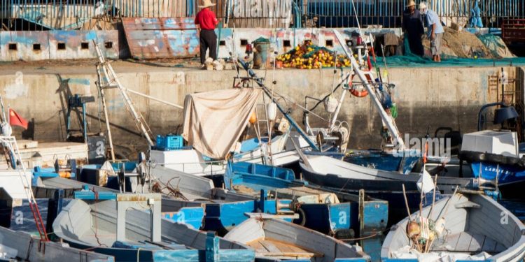 مفرغات الصيد بميناء طنجة 2025 – انخفاض الكميات وارتفاع القيمة التجارية