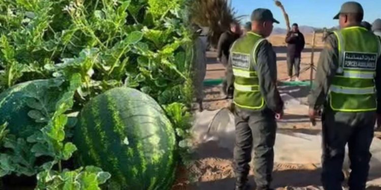 عامل إقليم طاطا ينفذ حملة على حقول فاكهة الدلاح