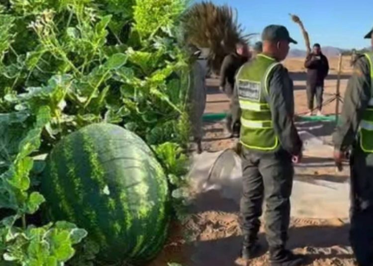 عامل إقليم طاطا ينفذ حملة على حقول فاكهة الدلاح