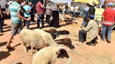 بايتاس: أزيد من 1.15 مليون كساب استفادوا من الشطر الأول لدعم القطيع الوطني