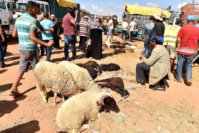 بايتاس: أزيد من 1.15 مليون كساب استفادوا من الشطر الأول لدعم القطيع الوطني